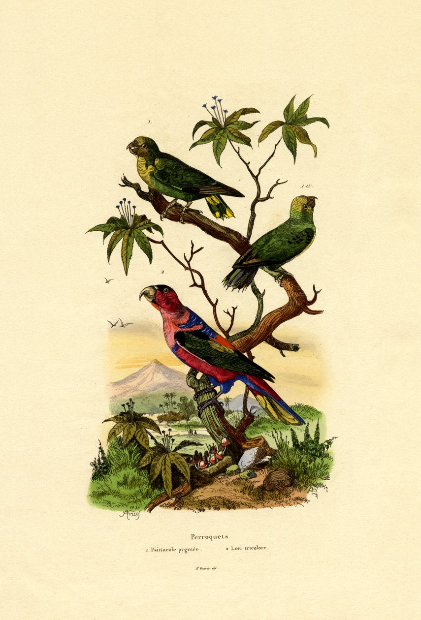 Papagaio pigmeu, 1833-39 de French School