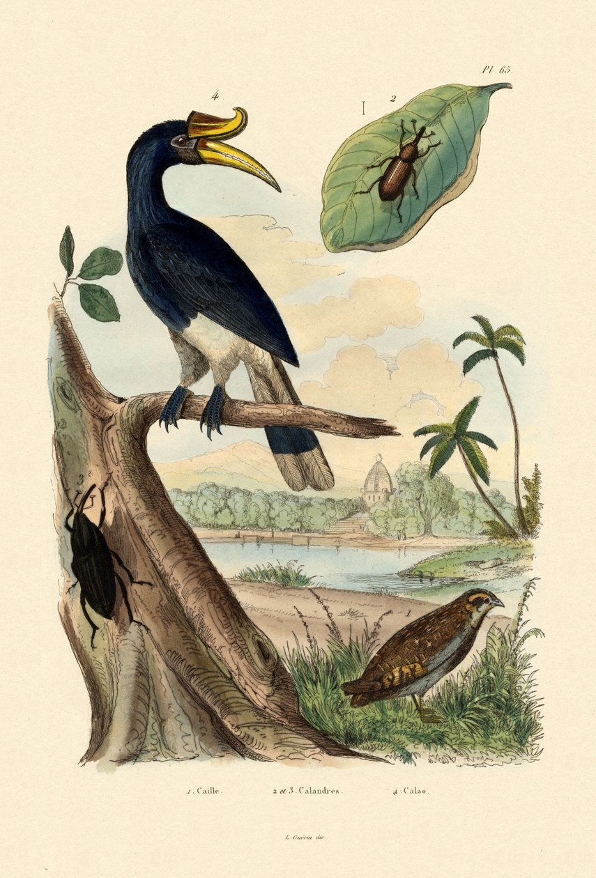 Codorna, 1833-39 de French School