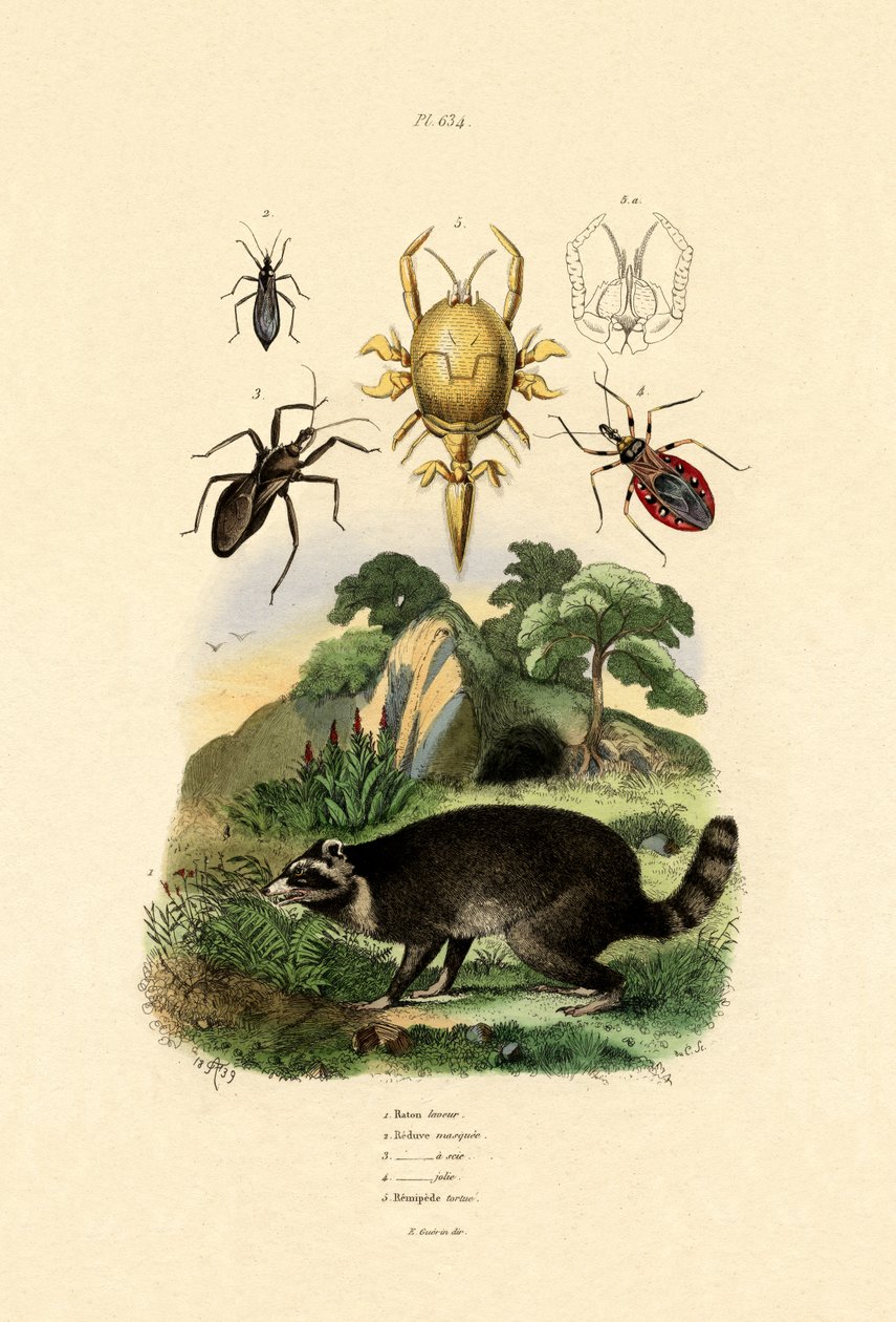 Guaxinim, 1833-39 de French School