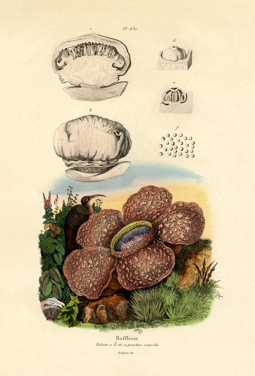Rafflesia, 1833-39 de French School