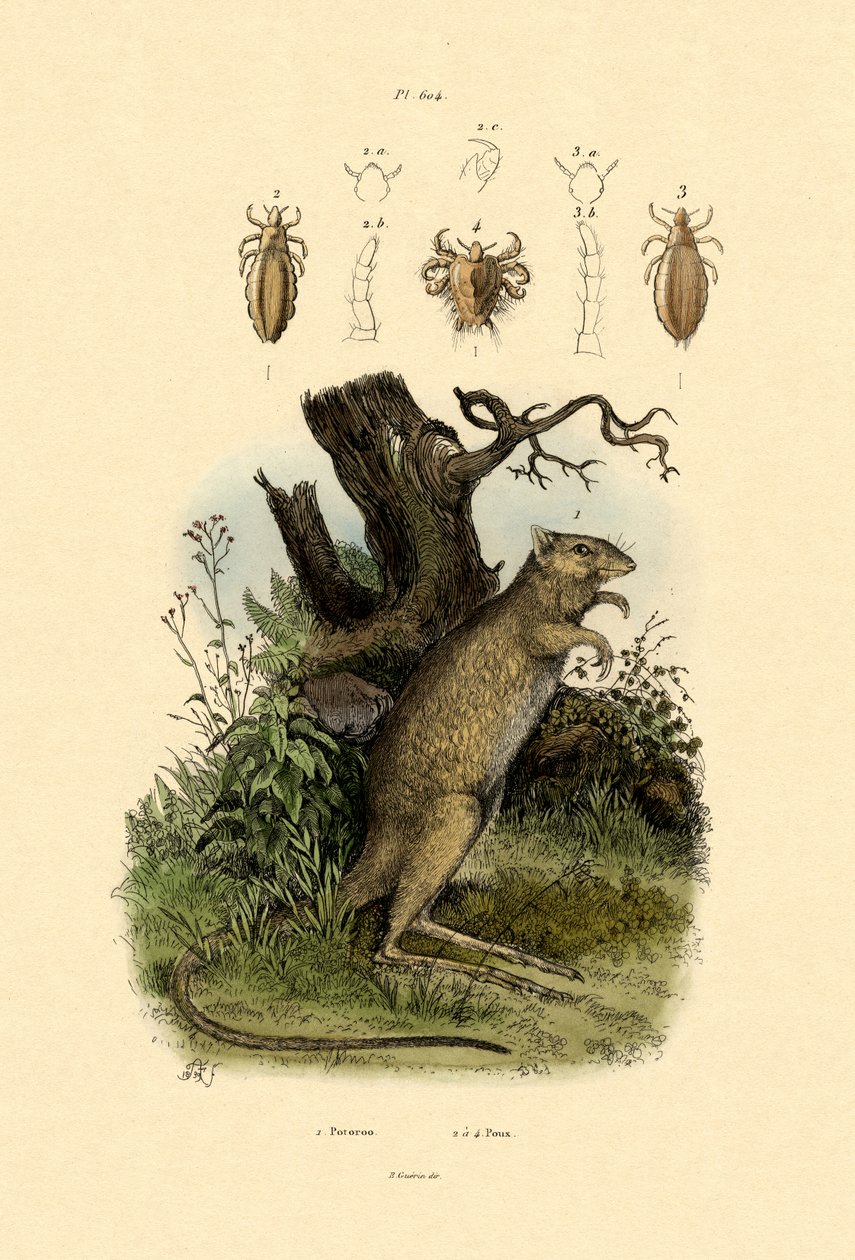 Rato-canguru, 1833-39 de French School