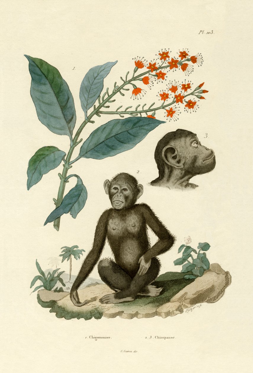 Bushwillow vermelho, 1833-39 de French School
