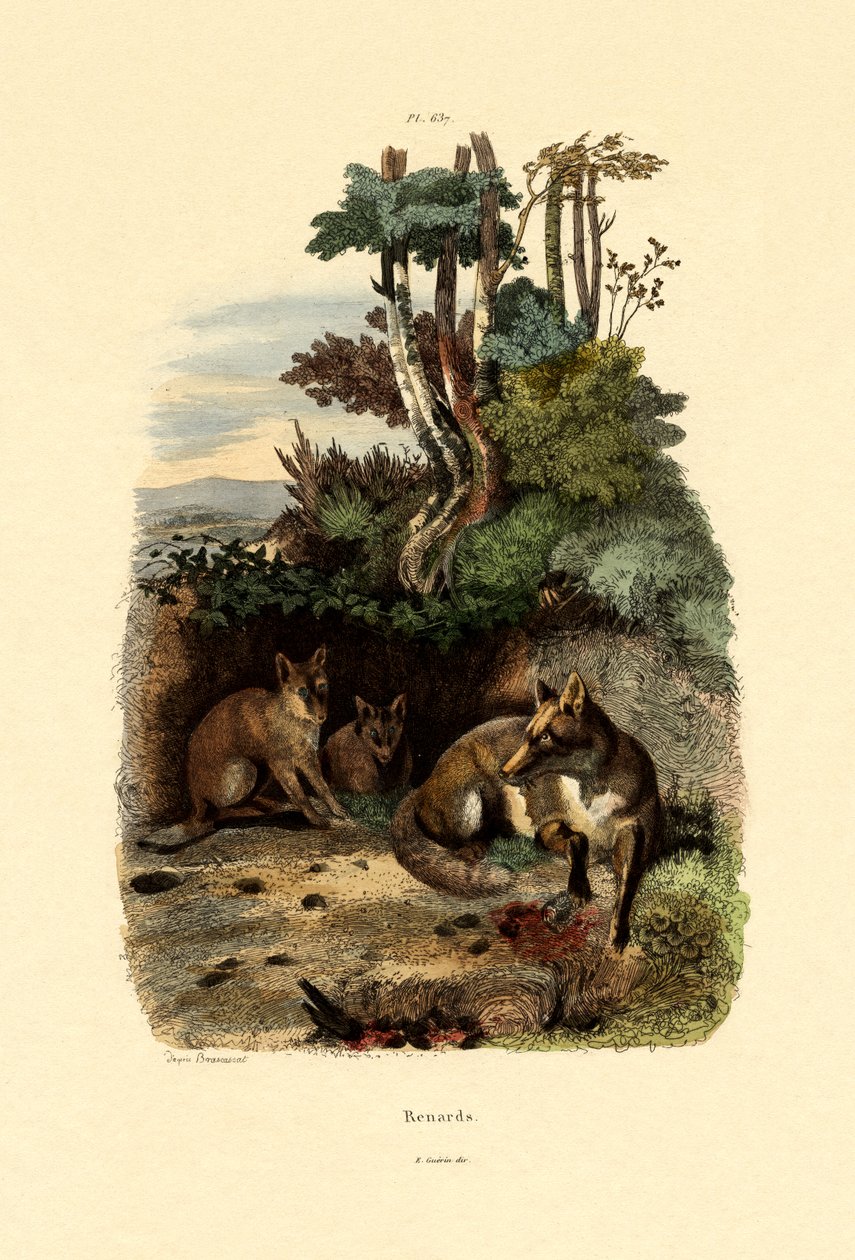 Raposa Vermelha, 1833-39 de French School