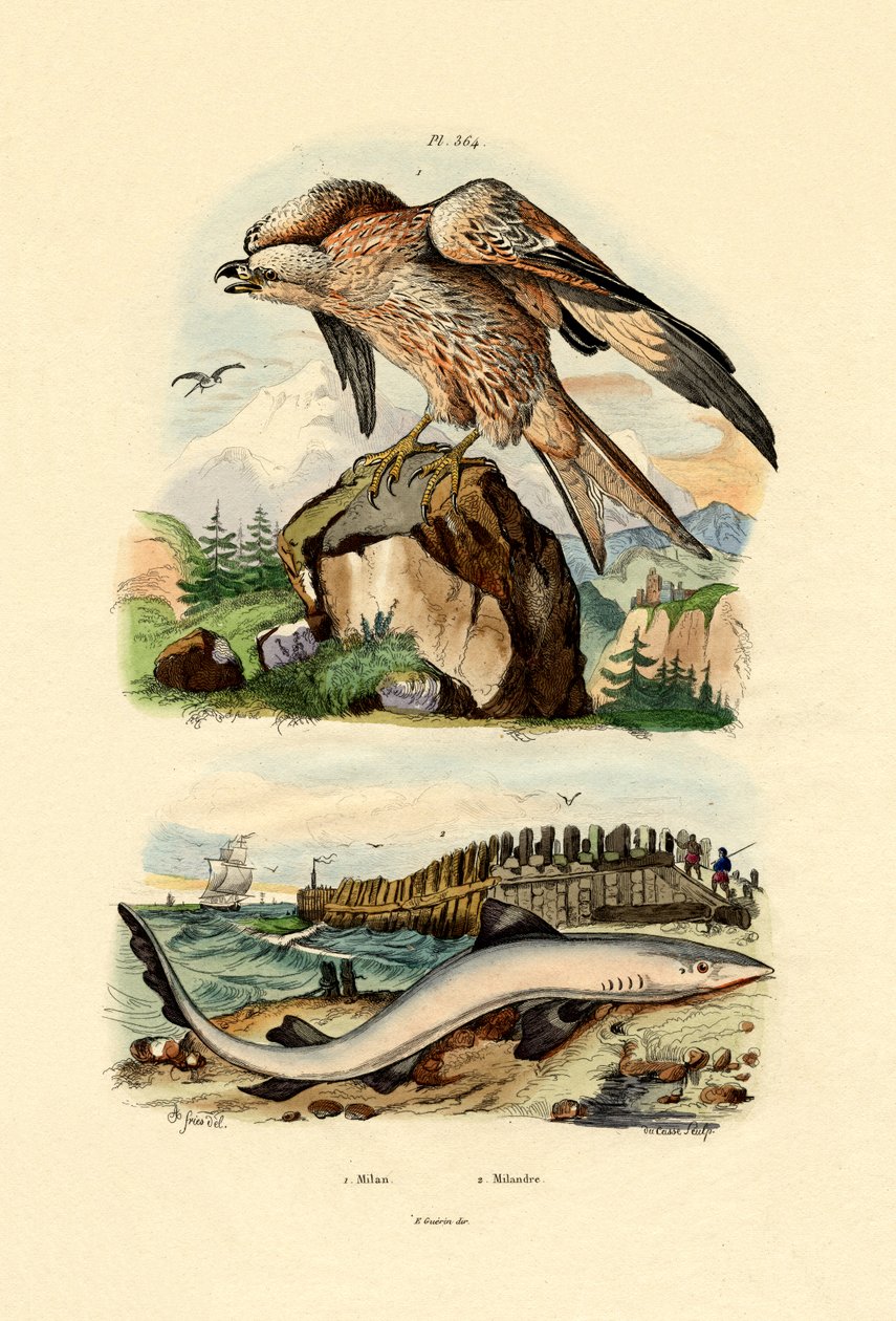 Papagaio vermelho, 1833-39 de French School