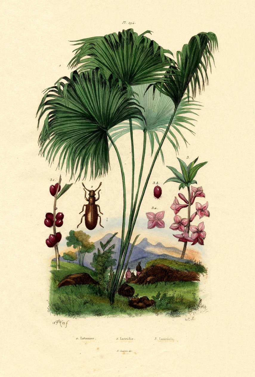 Palm Latan Vermelho, 1833-39 de French School