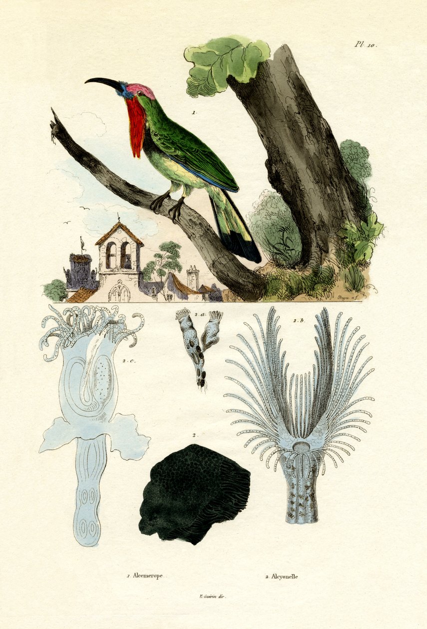 Abelharuco-de-barba-vermelha, 1833-39 de French School