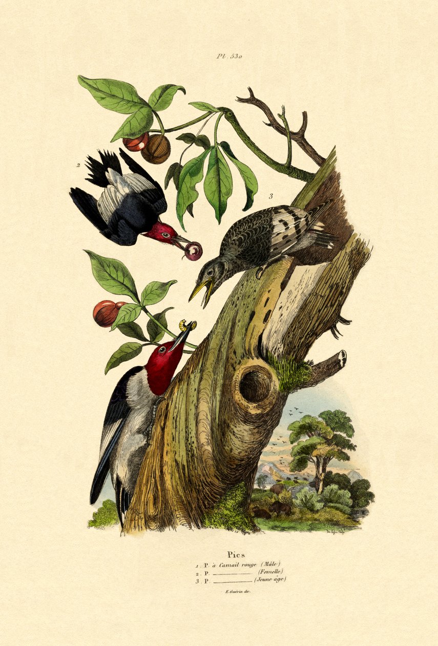 Pica-pau-de-cabeça-vermelha, 1833-39 de French School