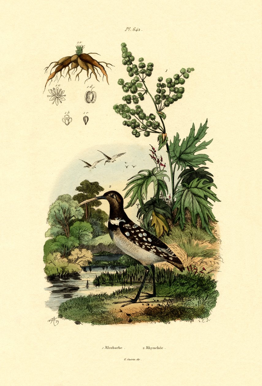 Ruibarbo, 1833-39 de French School