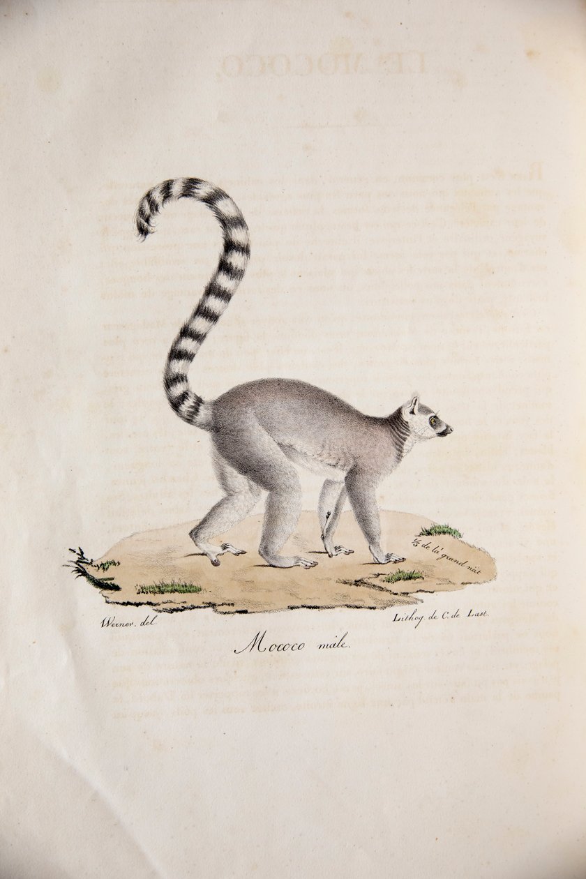 Lêmure de cauda anelada, de Natural History of Mammals, com figuras originais, de Étienne Geoffroy Saint-Hilaire e Frédéric Cuvier, 1824-1842 de French School