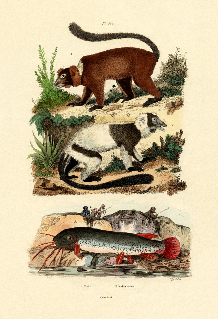 Lêmures de cauda anelada, 1833-39 de French School