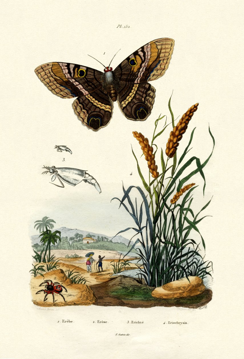 Ringlet, 1833-39 de French School
