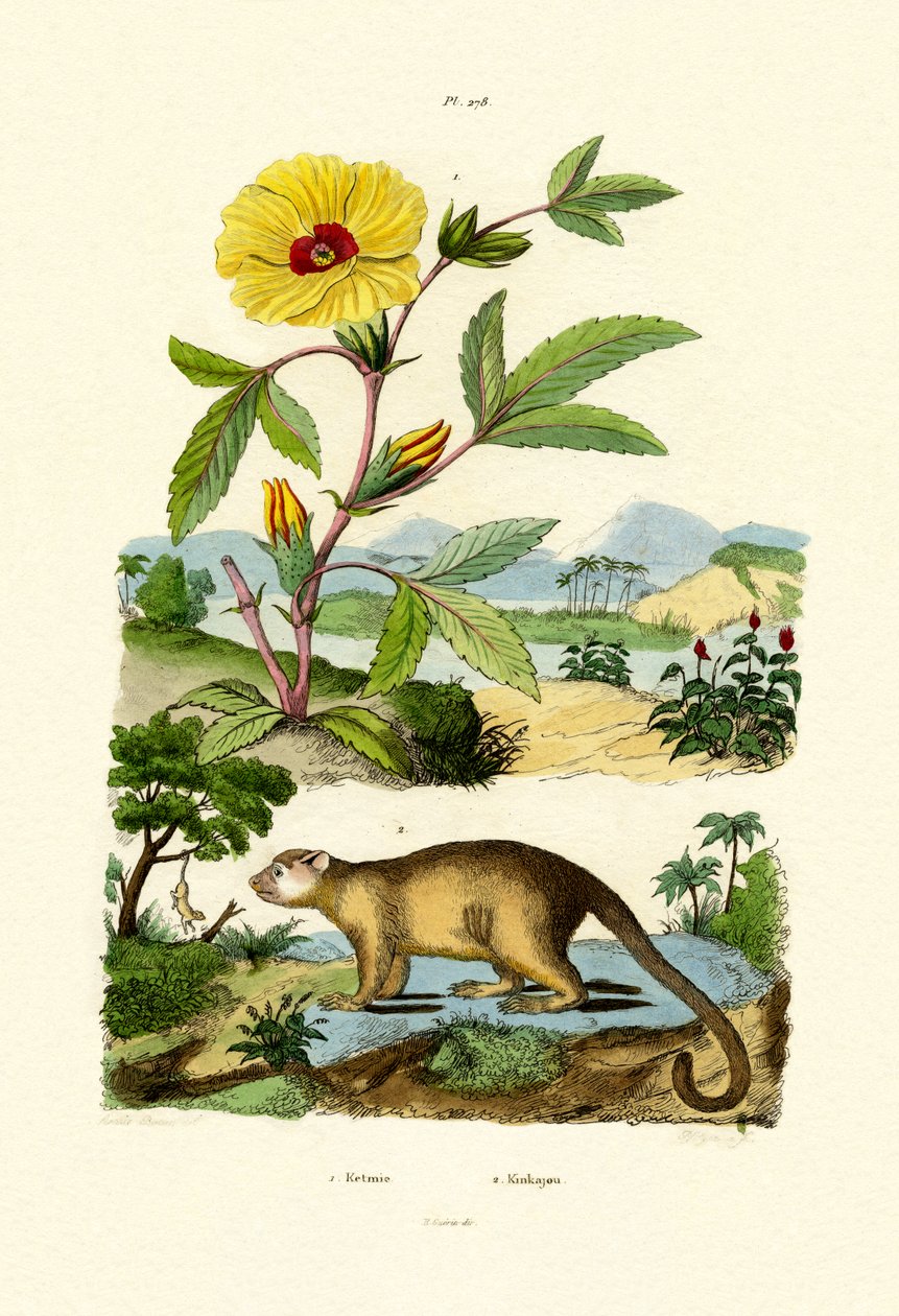 Rosa de Sharon, 1833-39 de French School