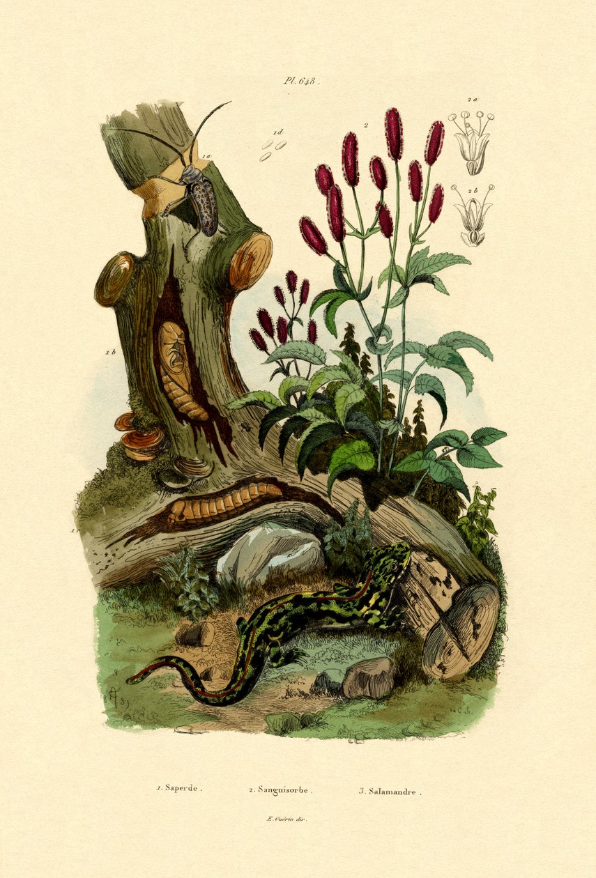 Salamandra, 1833-39 de French School