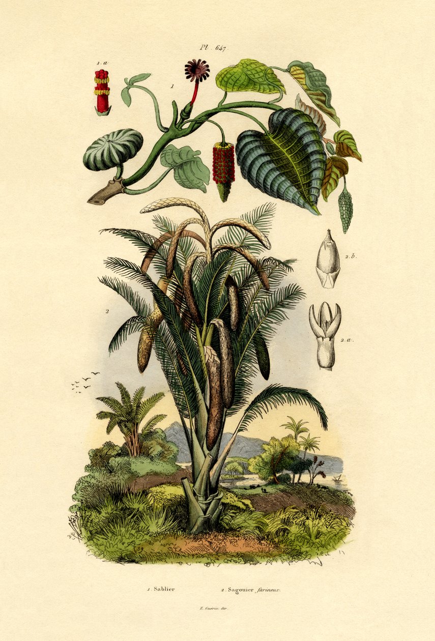 Árvore de areia, 1833-39 de French School