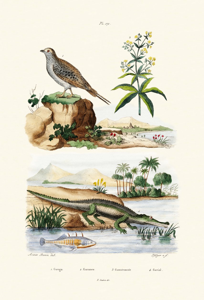 Sandgrouse, 1833-39 de French School
