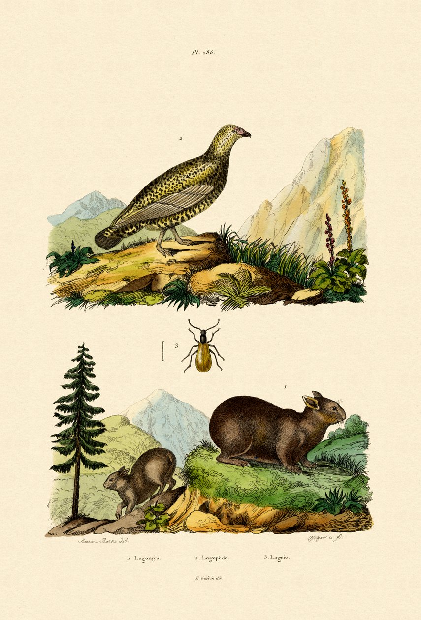Pika da Sardenha, 1833-39 de French School