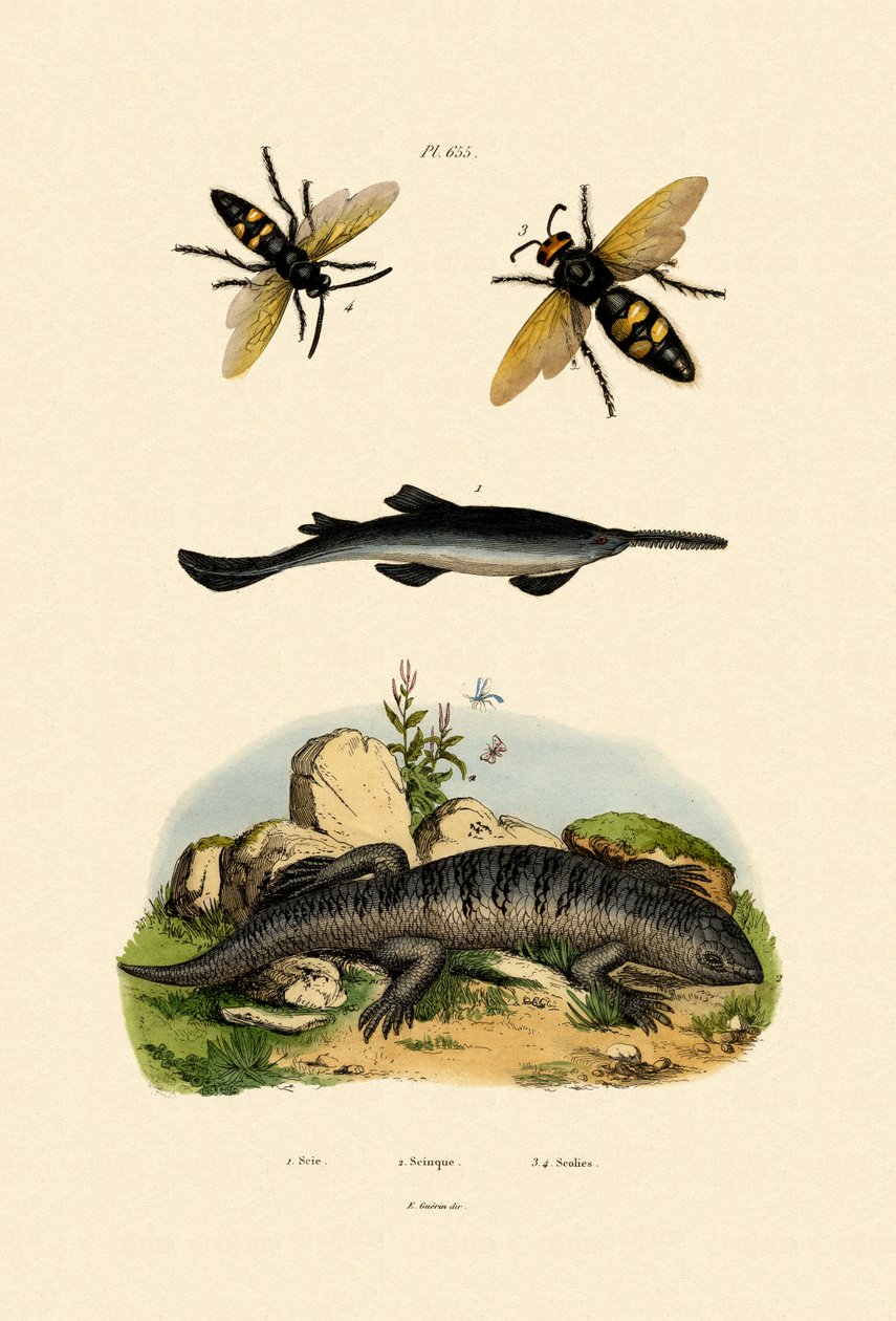 Peixe-serra, 1833-39 de French School