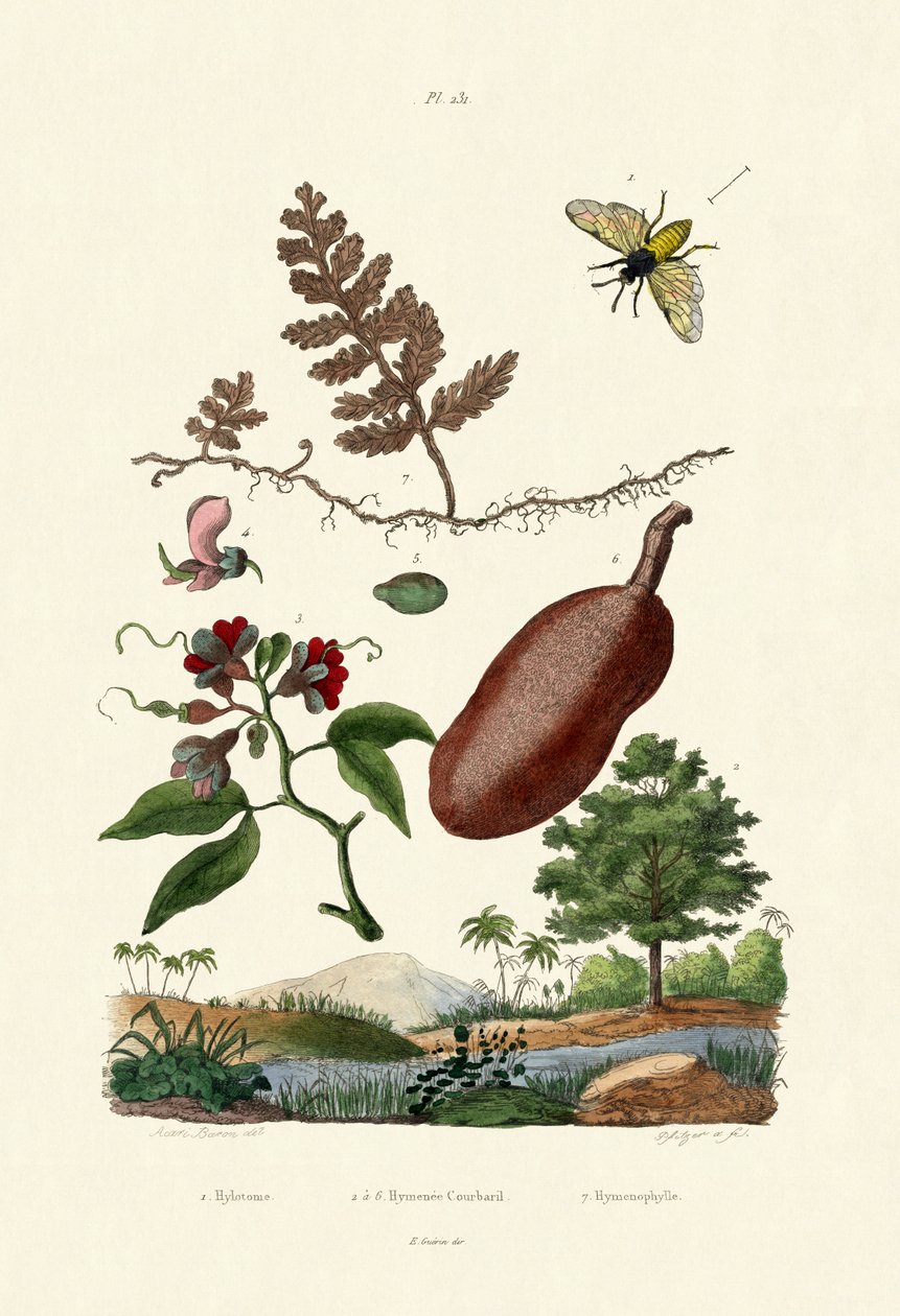 Sawfly, 1833-39 de French School