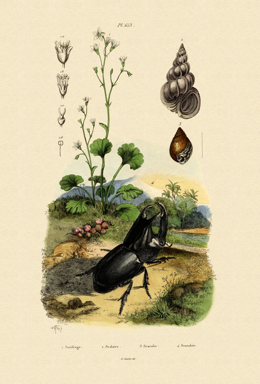 Saxifrage, 1833-39 de French School