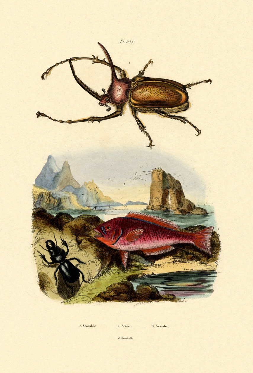 Escaravelho, 1833-39 de French School