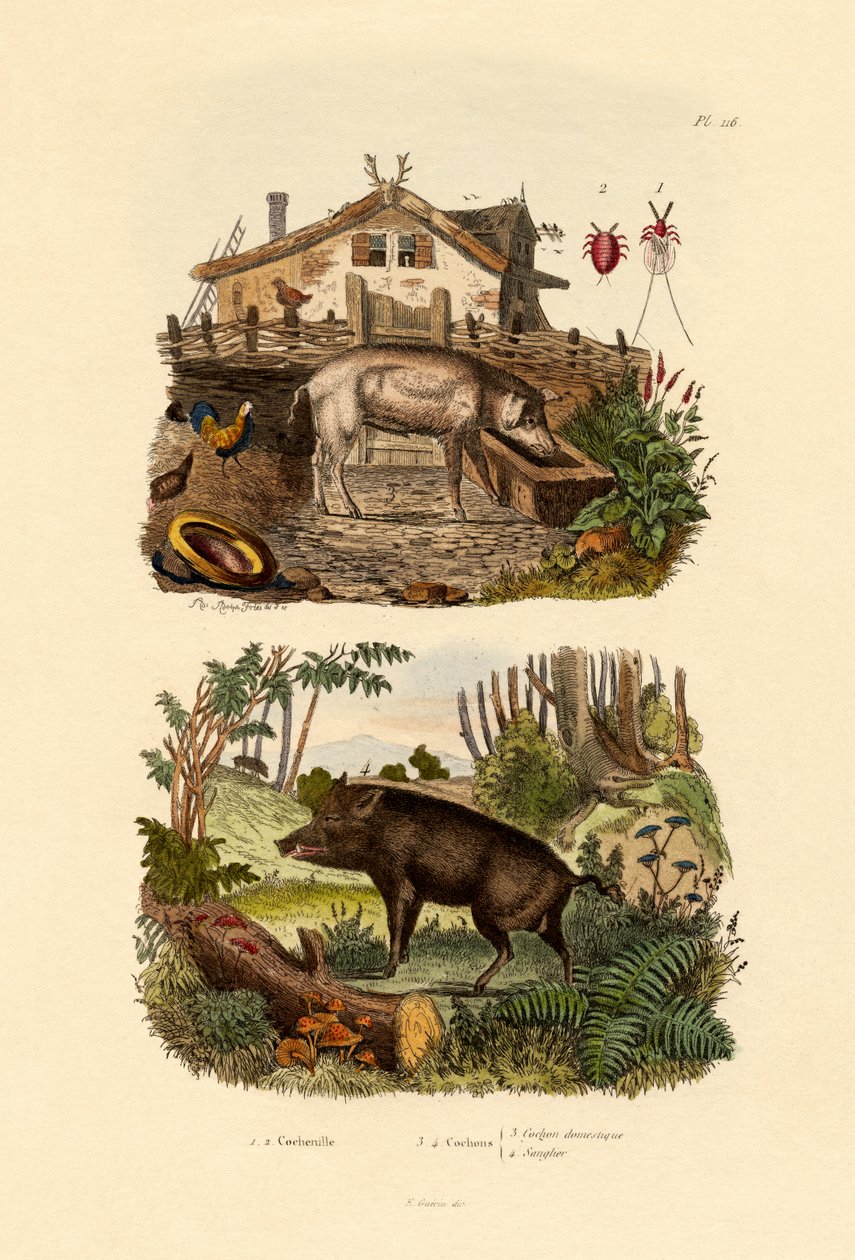 Inseto Escarlate, 1833-39 de French School