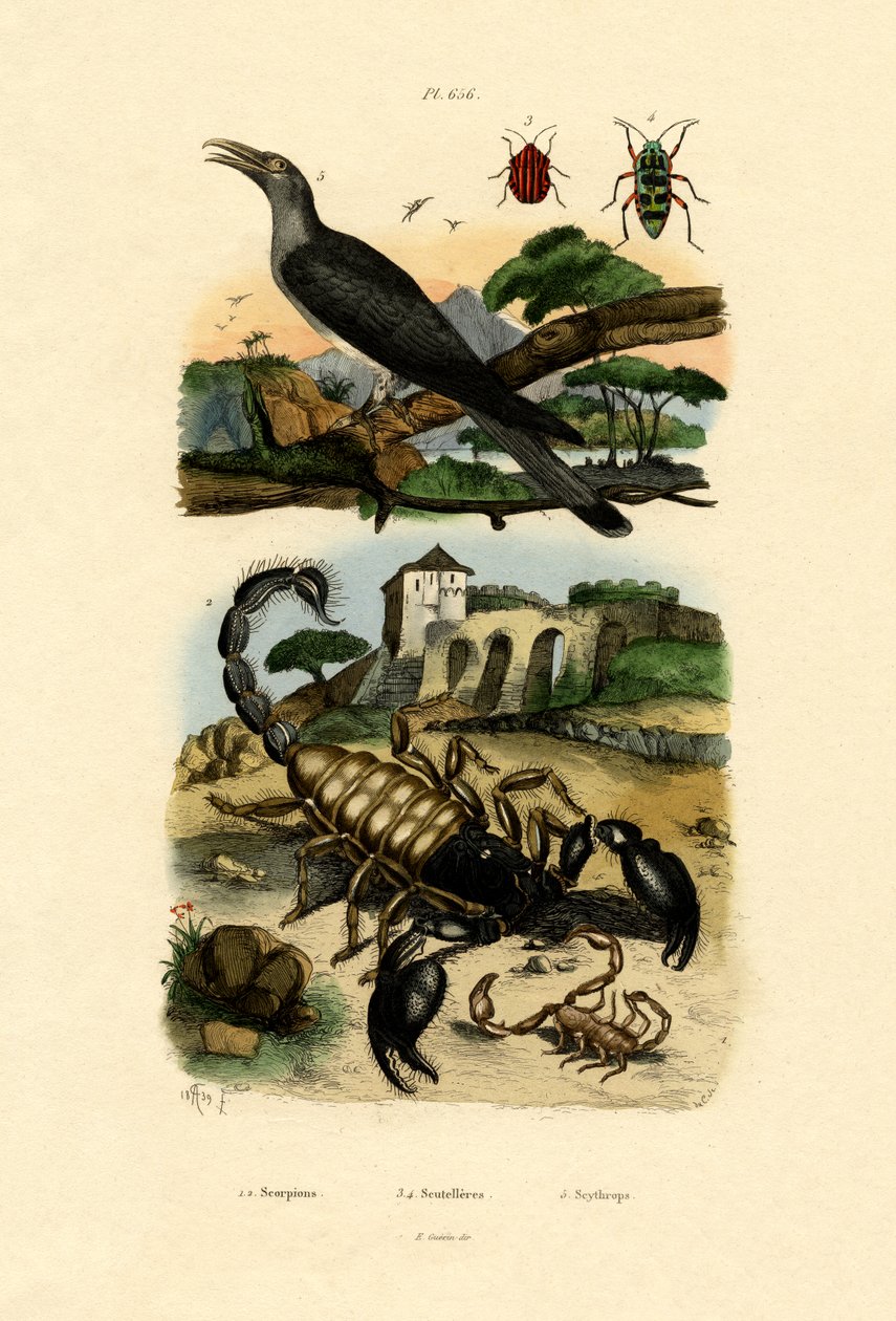 Escorpiões, 1833-39 de French School