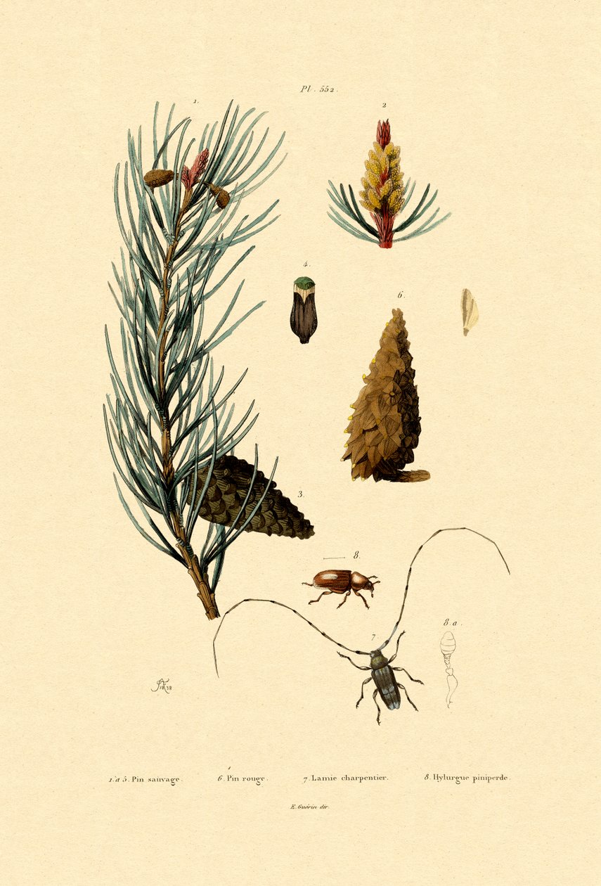 Pinheiro-escocês, 1833-39 de French School