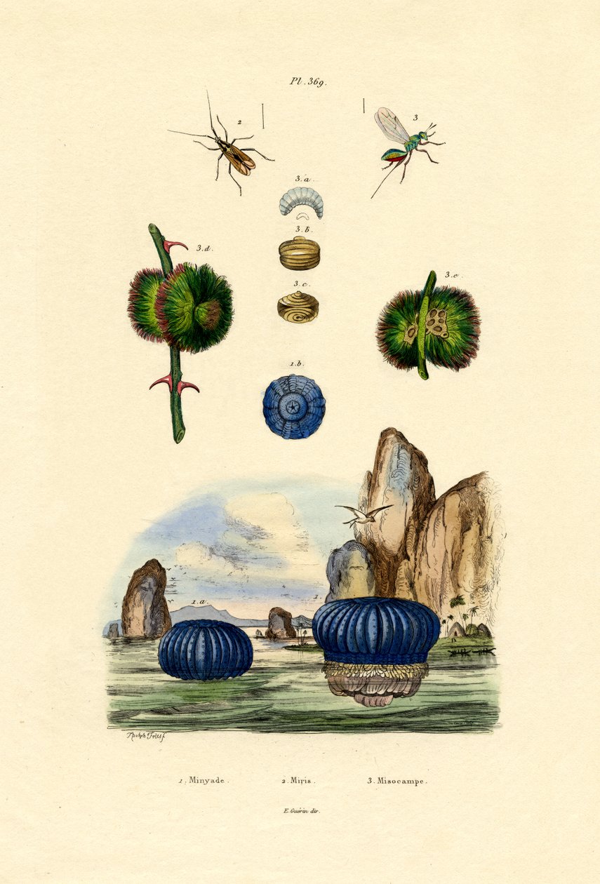 Anêmona do Mar, 1833-39 de French School