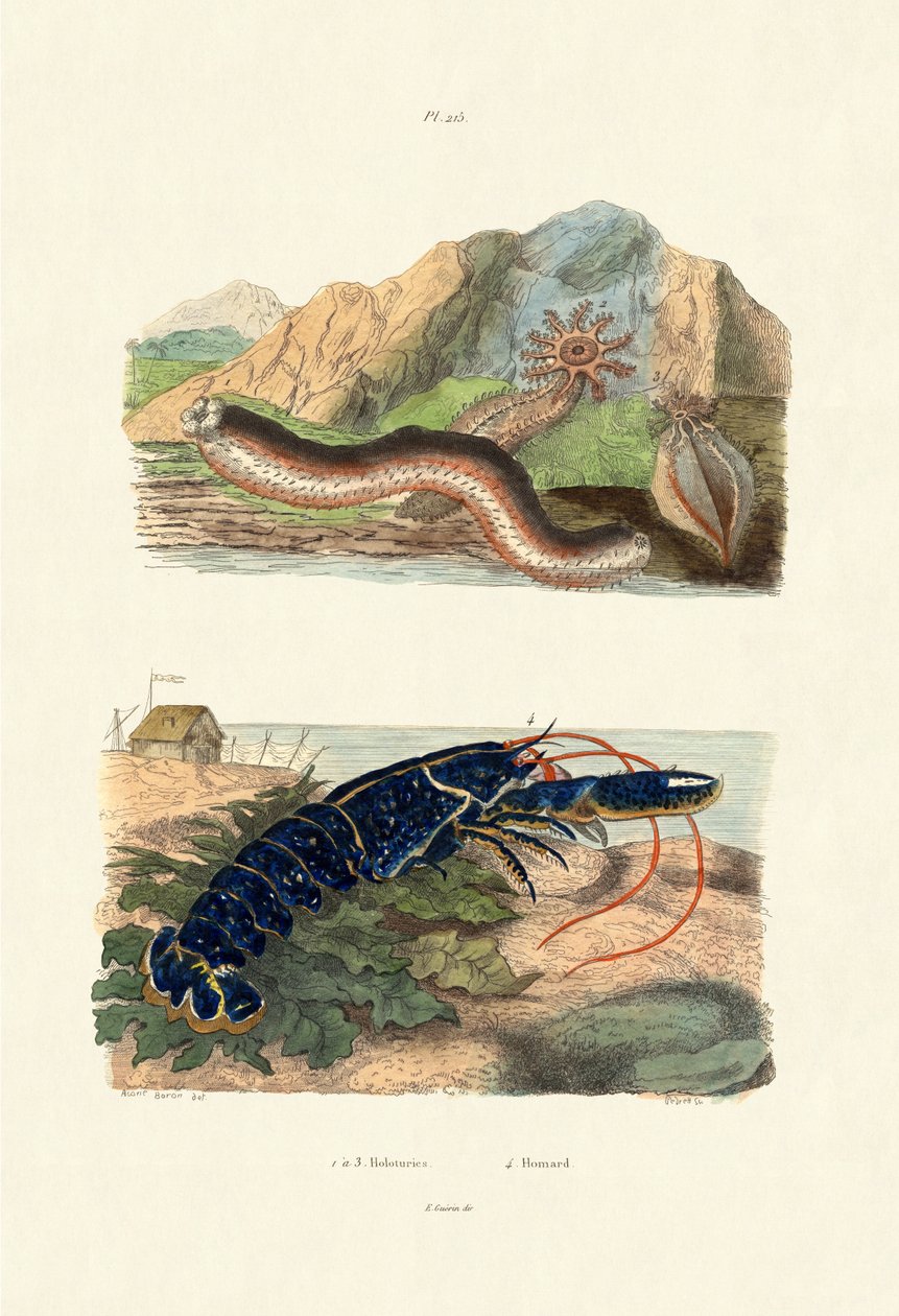 Pepinos do Mar, 1833-39 de French School