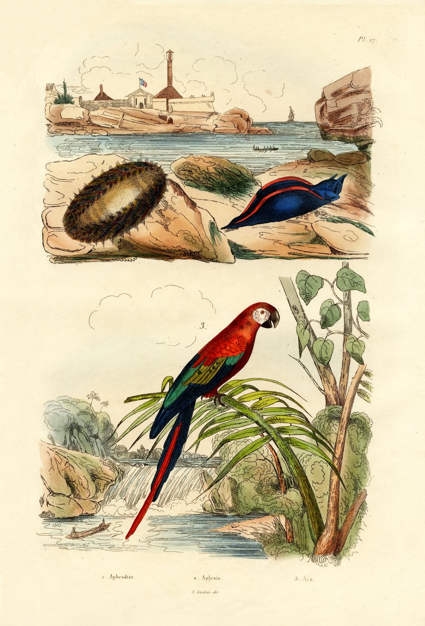 Rato do Mar, 1833-39 de French School