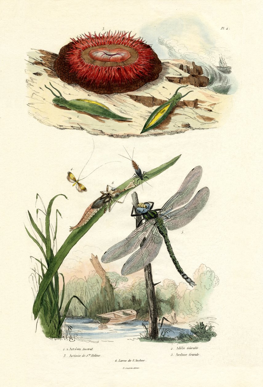 Lesma do mar, 1833-39 de French School