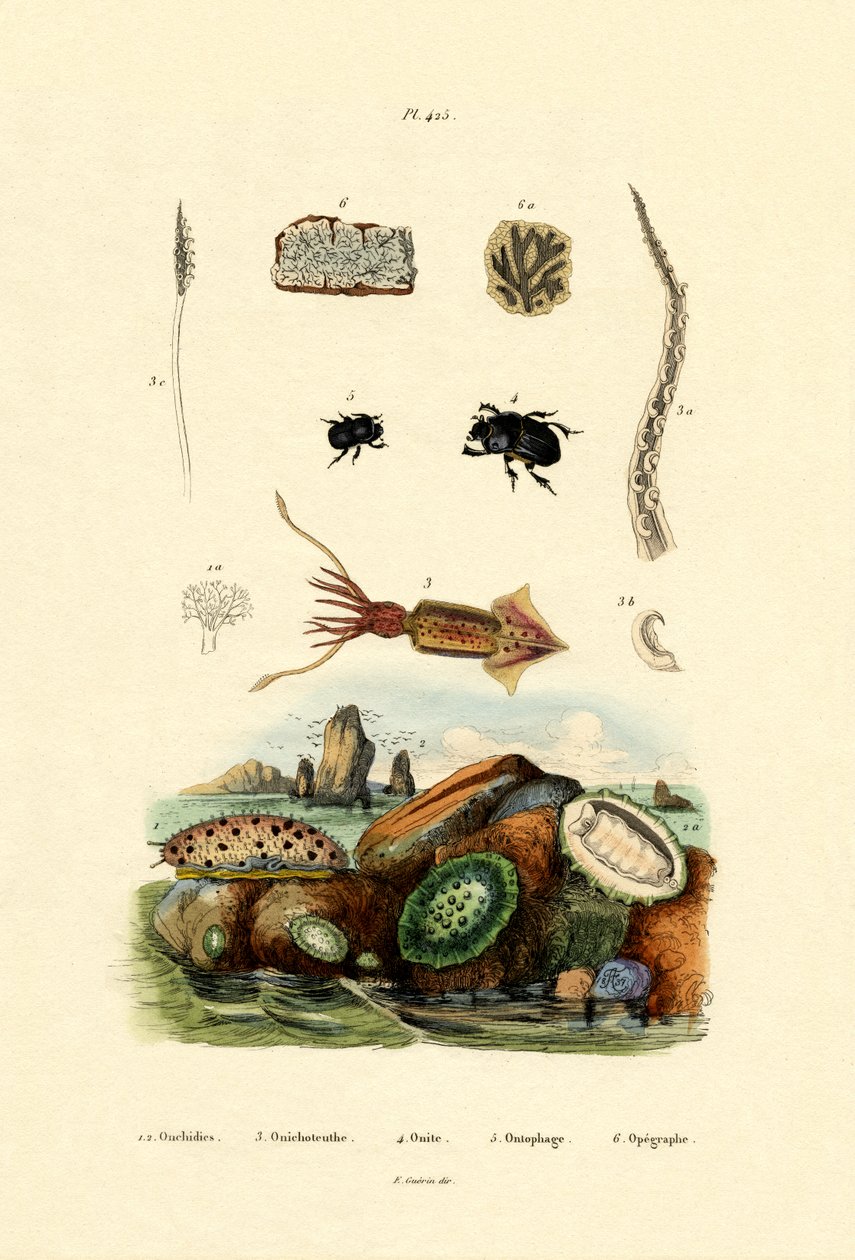 Lesma do mar, 1833-39 de French School