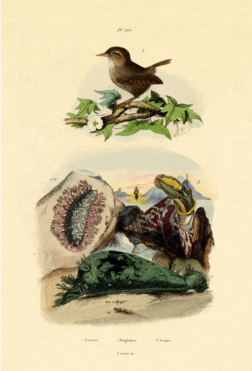 Lesma do mar, 1833-39 de French School