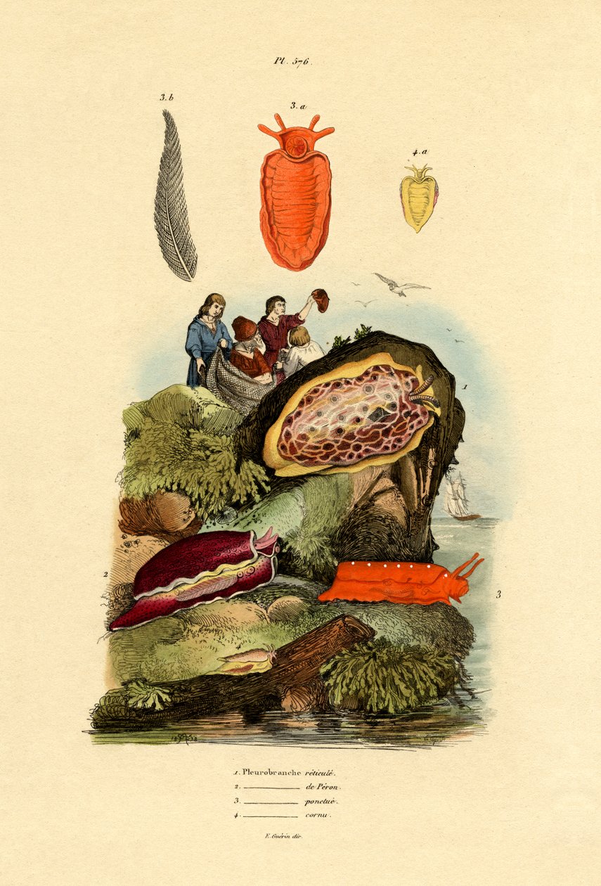 Lesmas do mar, 1833-39 de French School