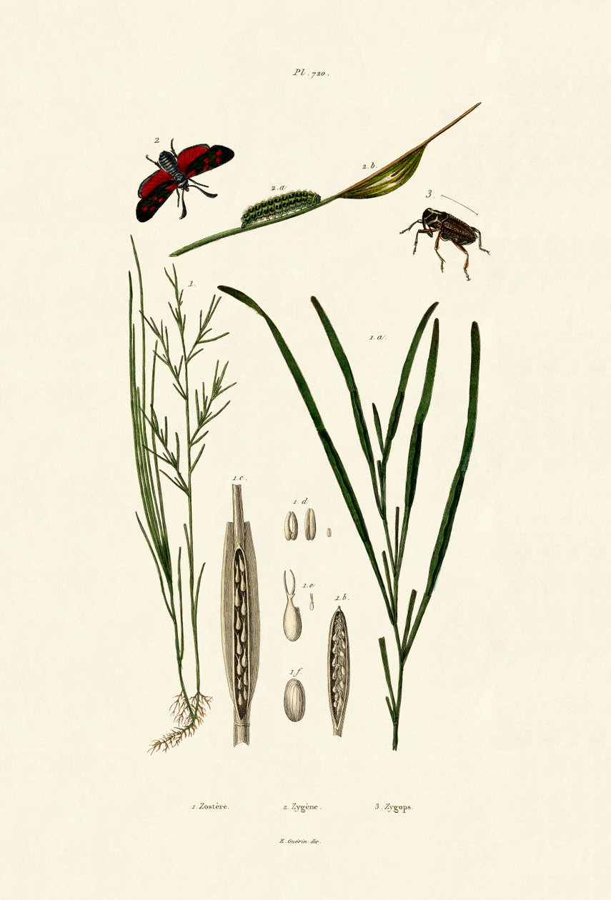 Ervas marinhas, 1833-39 de French School