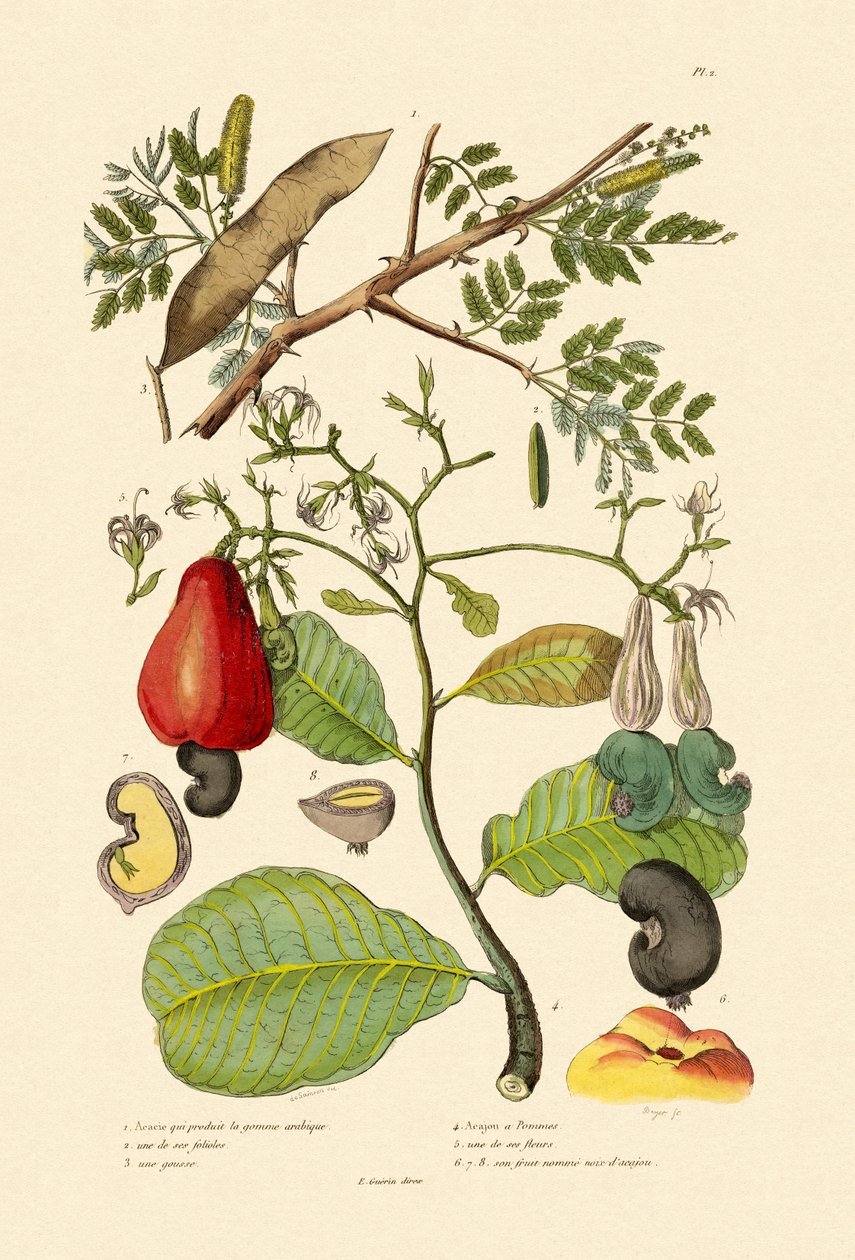 Goma-arábica do Senegal, 1833-39 de French School