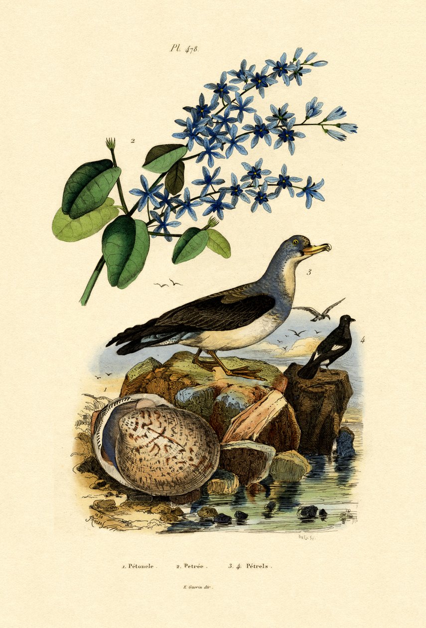 Shell, 1833-39 de French School