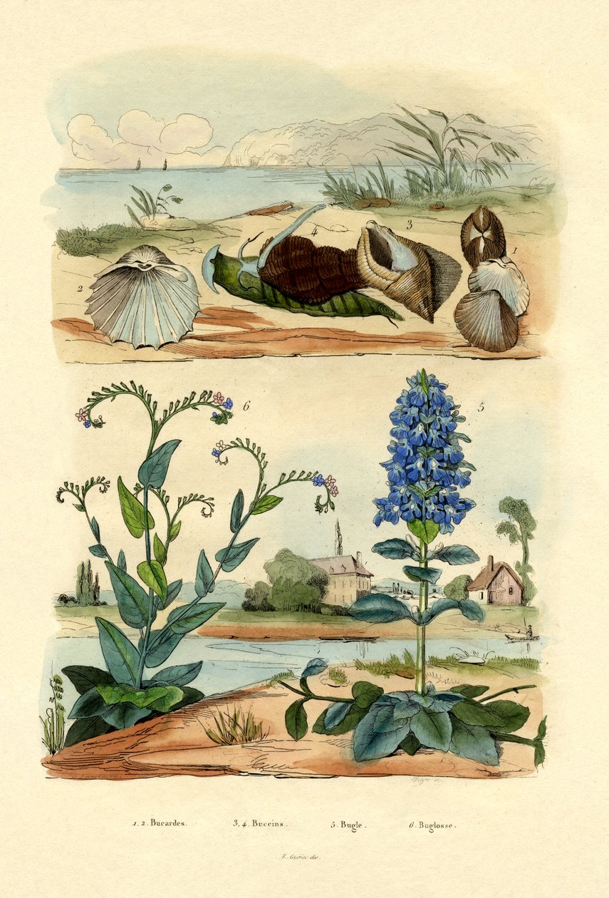 Conchas, 1833-39 de French School
