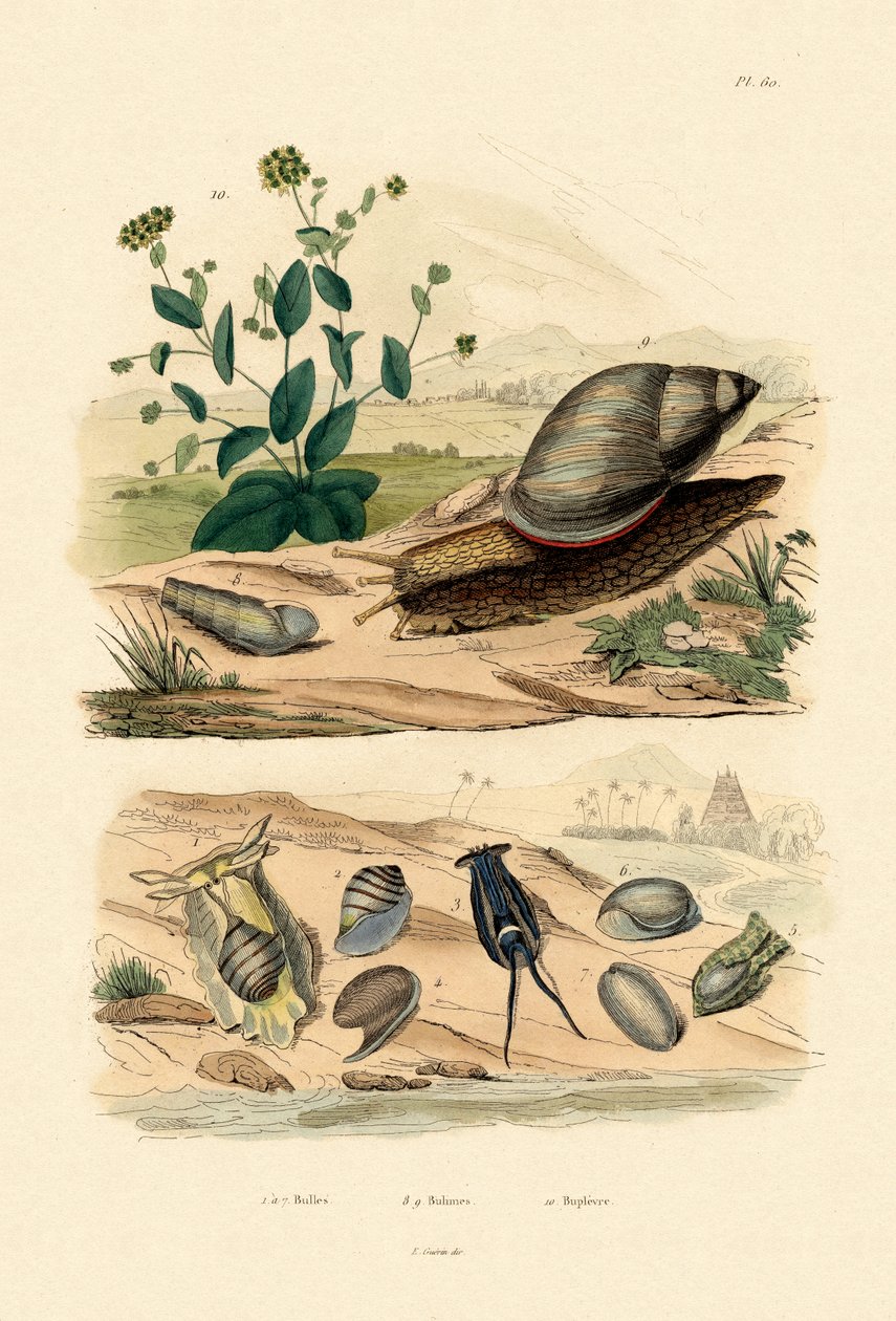 Conchas, 1833-39 de French School