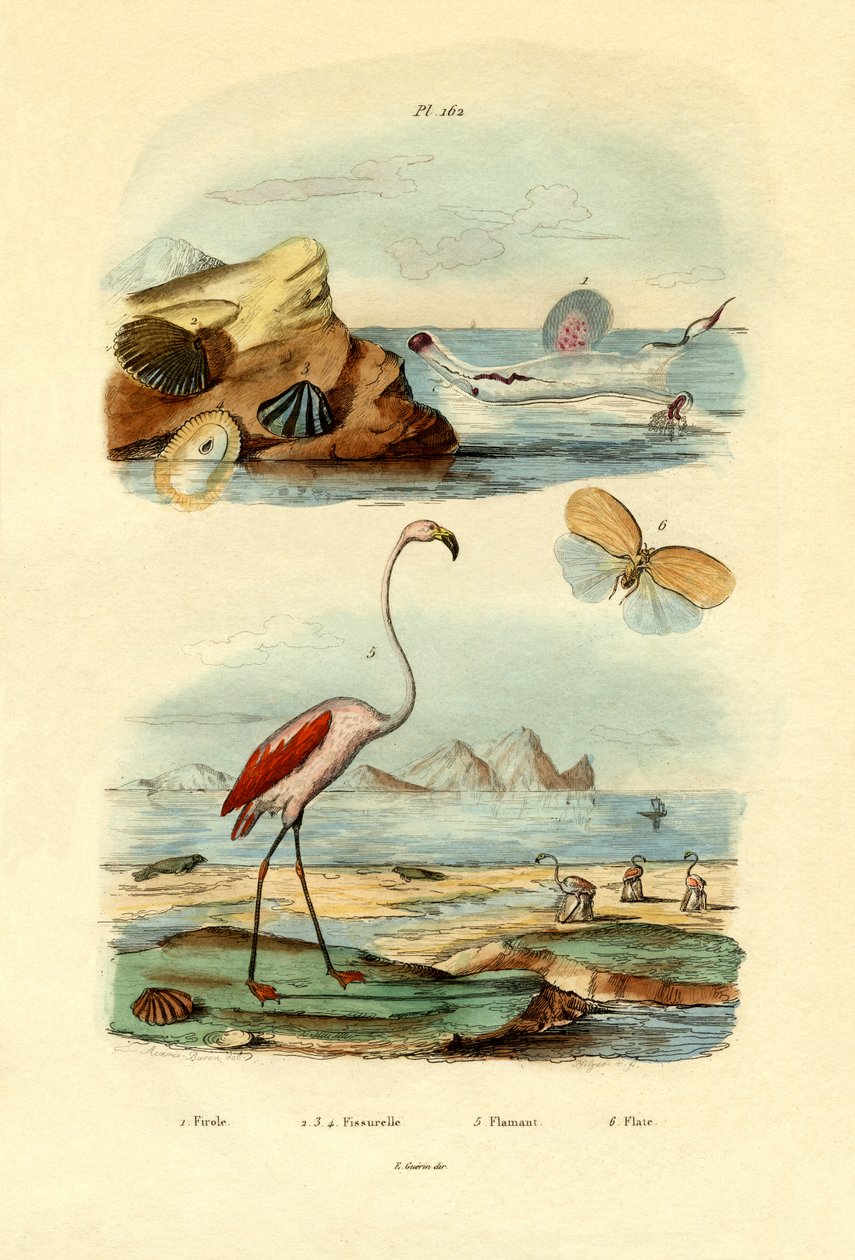 Conchas, 1833-39 de French School