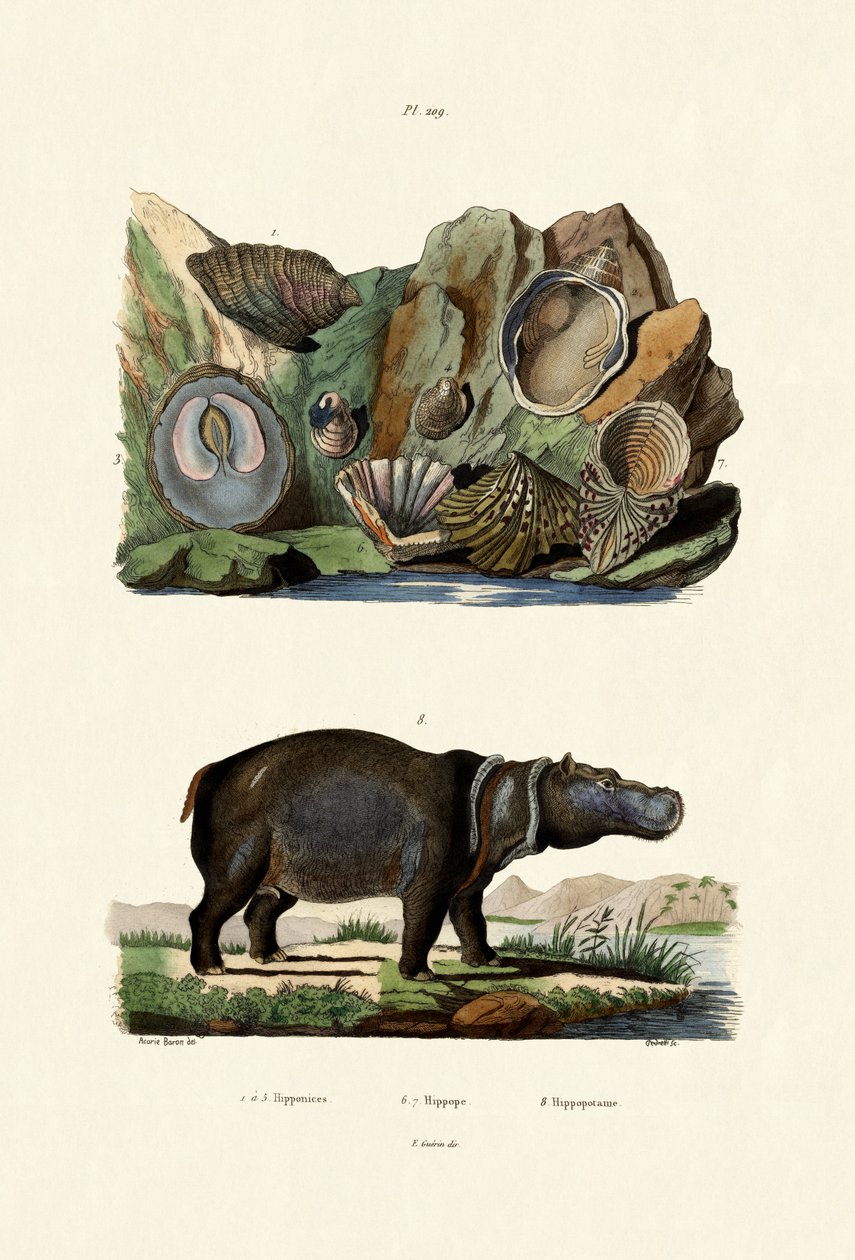 Conchas, 1833-39 de French School