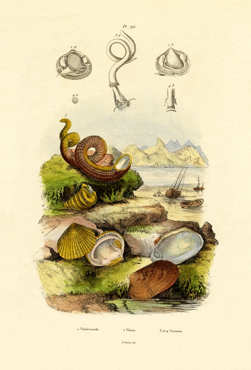 Conchas, 1833-39 de French School