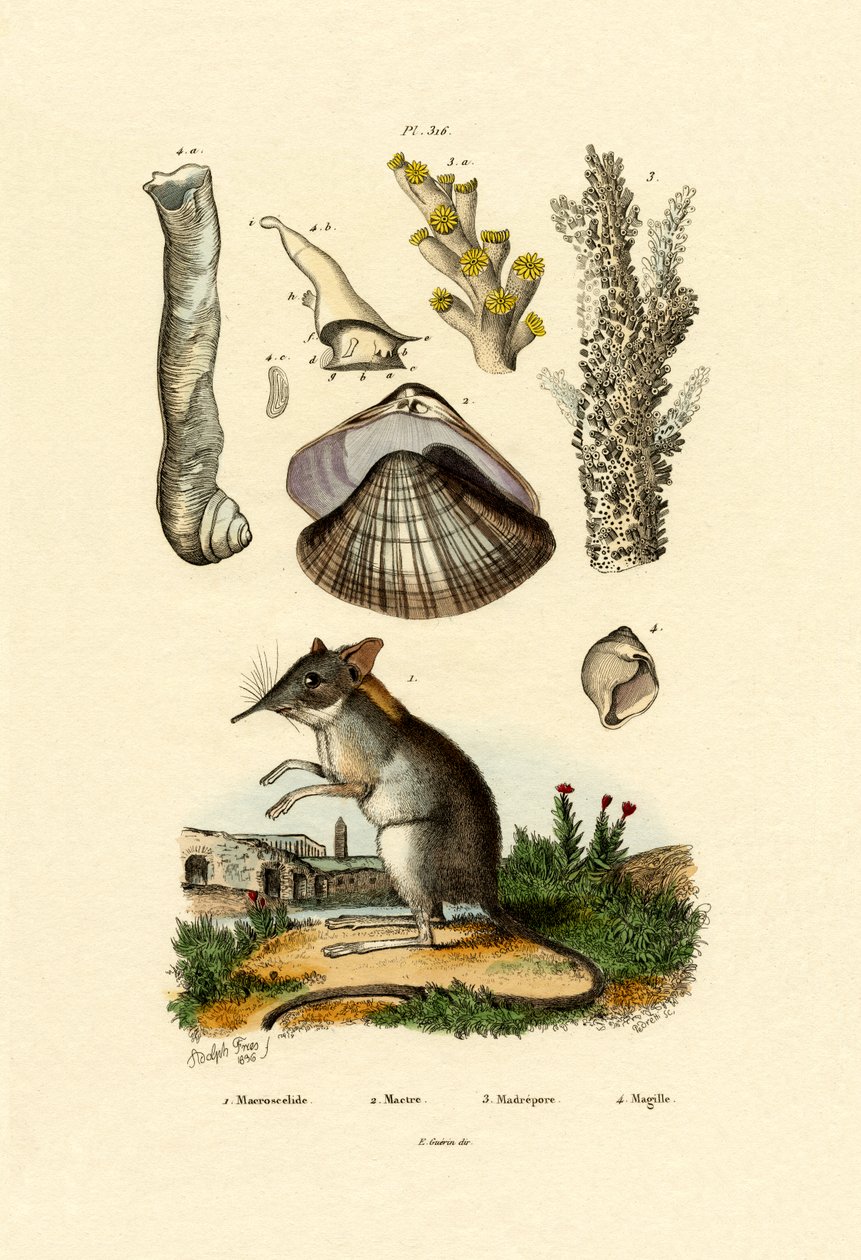 Shrew, 1833-39 de French School
