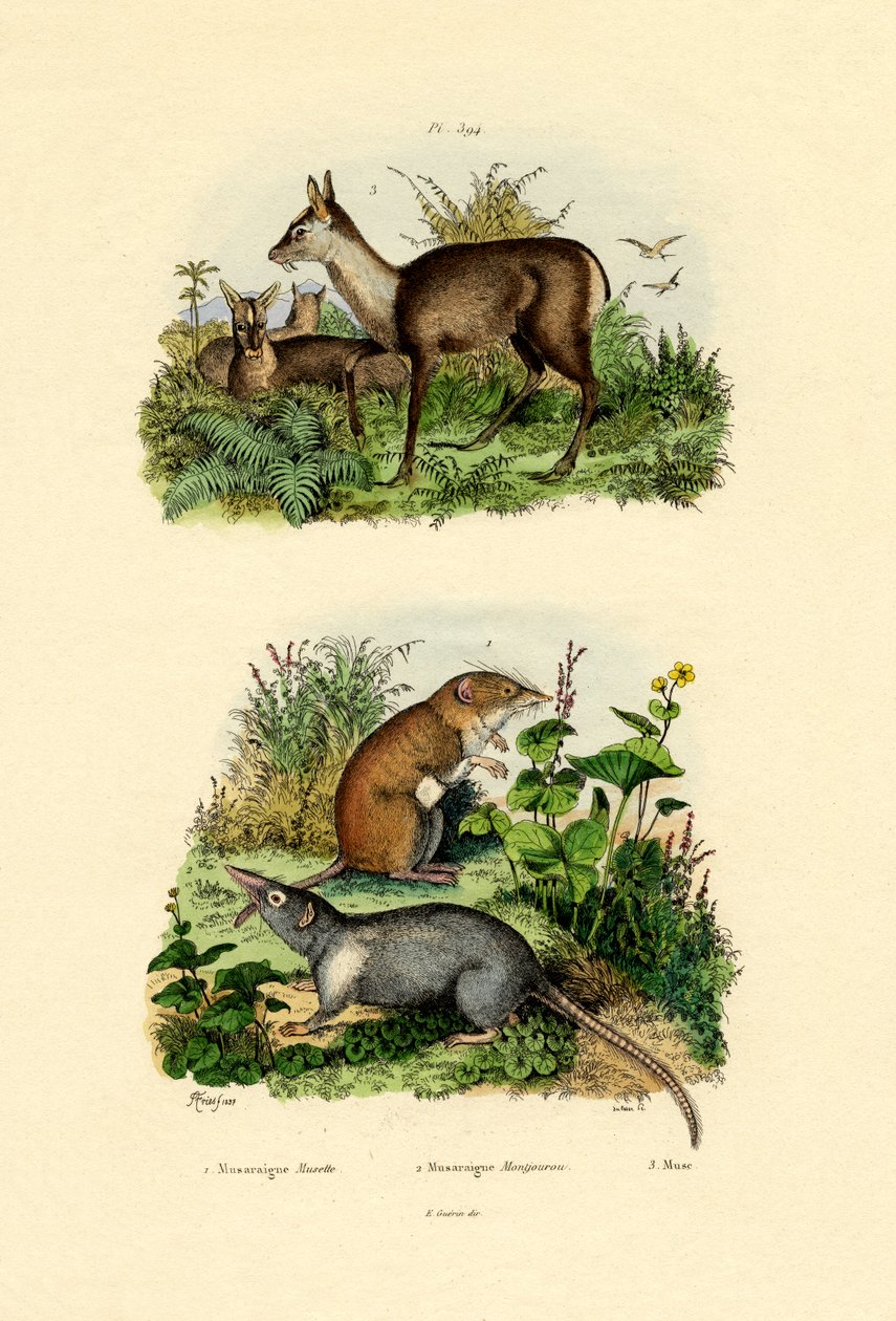 Shrews, 1833-39 de French School