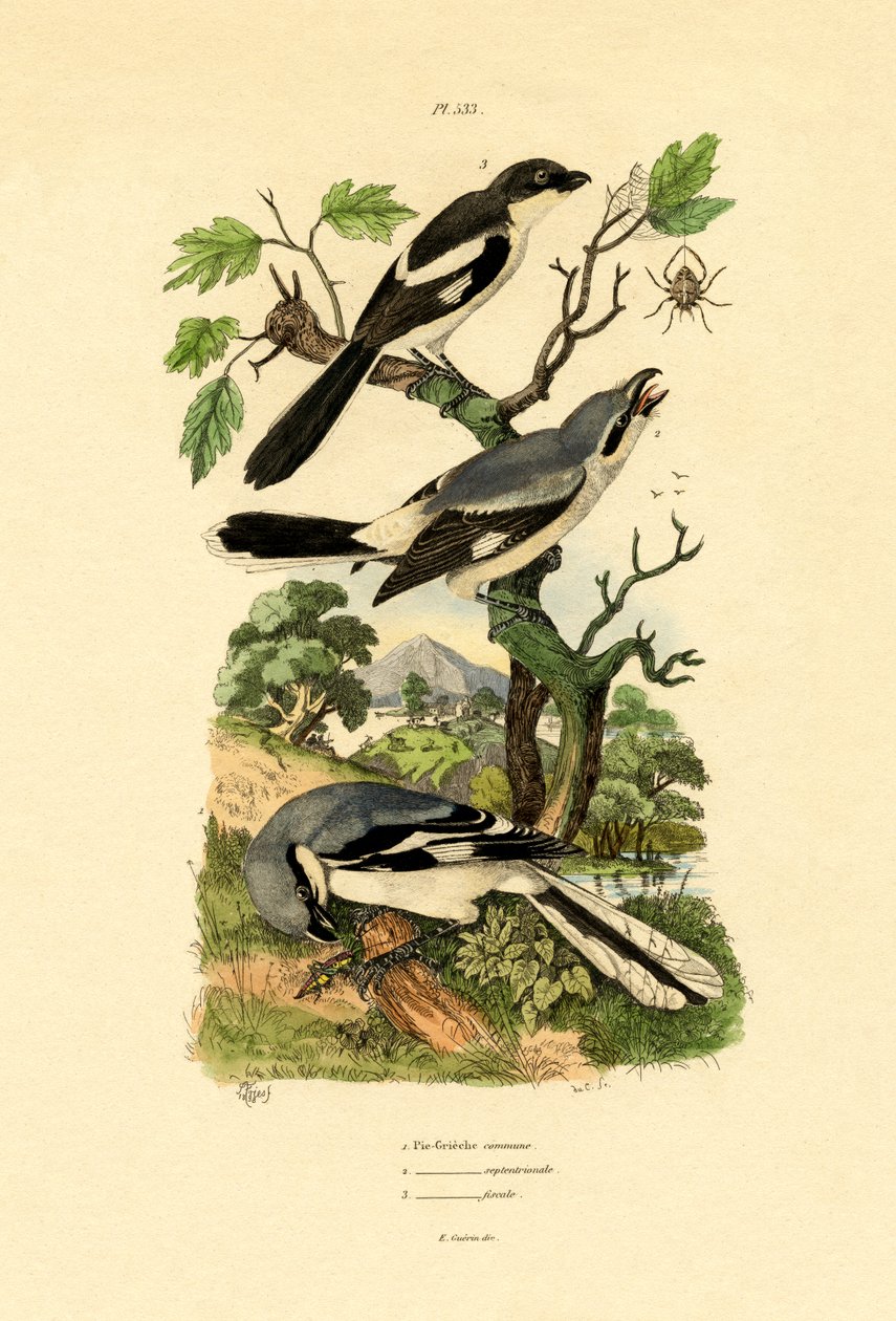 Shrikes, 1833-39 de French School