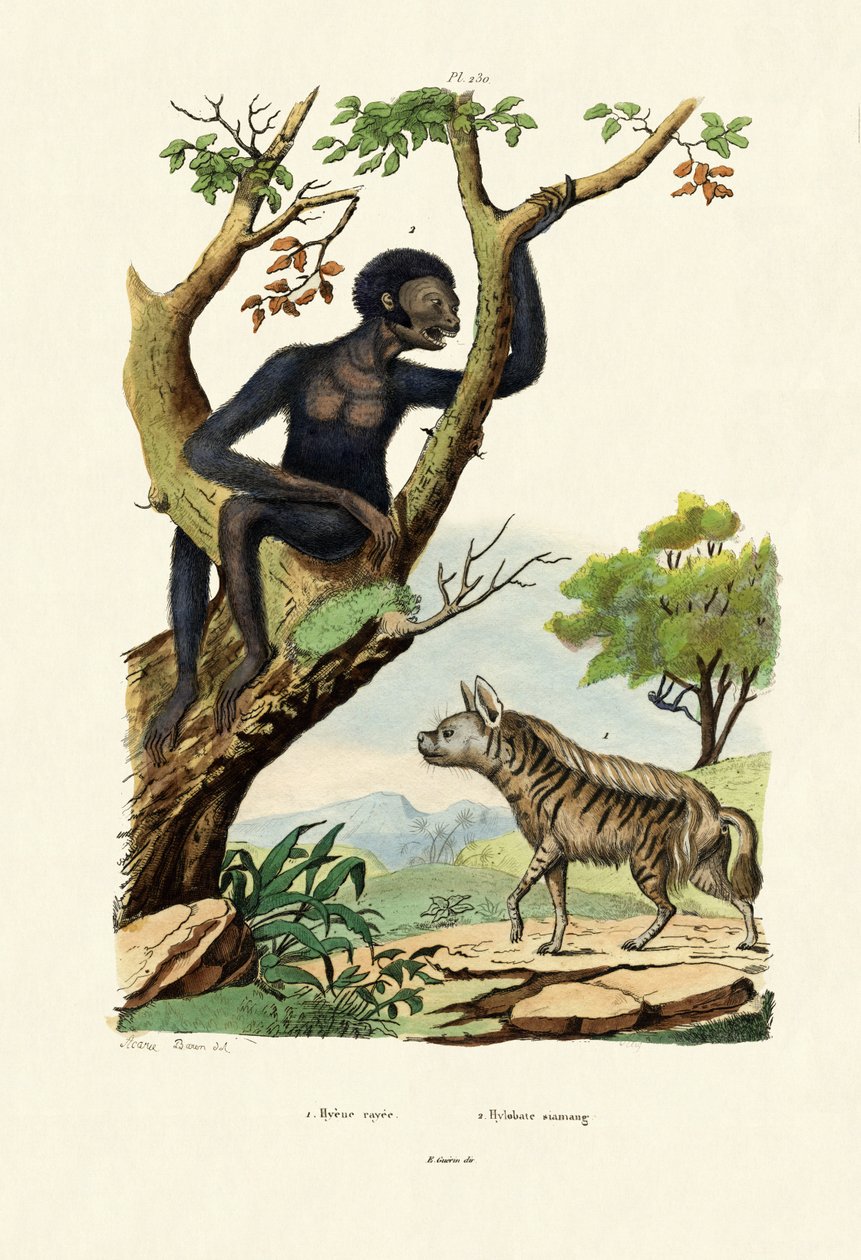 Siamang, 1833-39 de French School