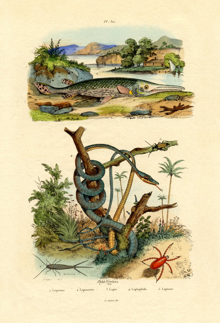 Silverfish, 1833-39 de French School