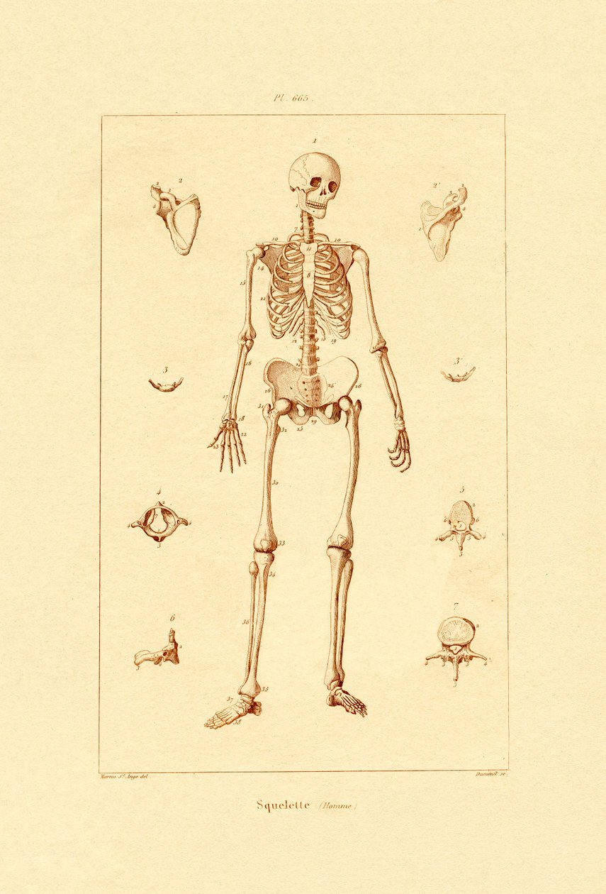 Esqueleto, 1833-39 de French School