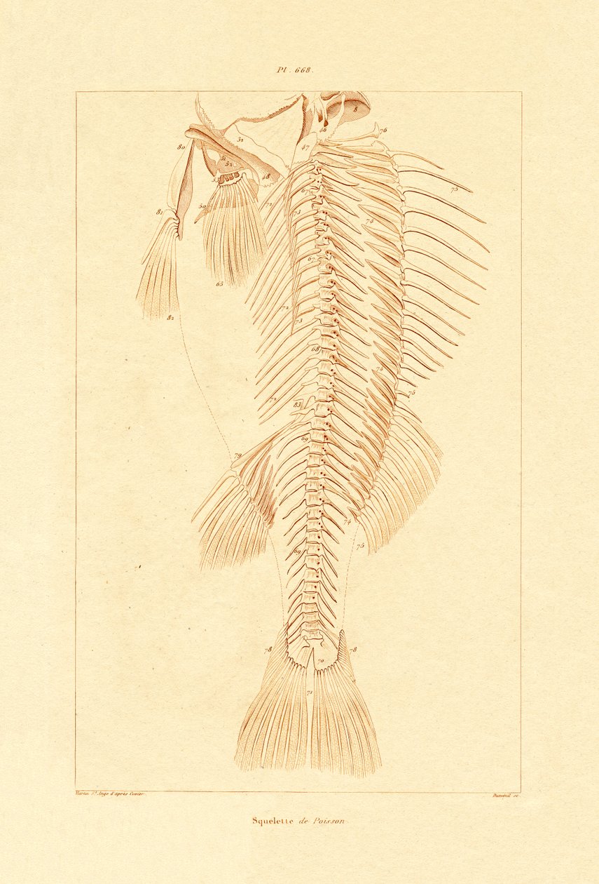 Esqueleto, 1833-39 de French School