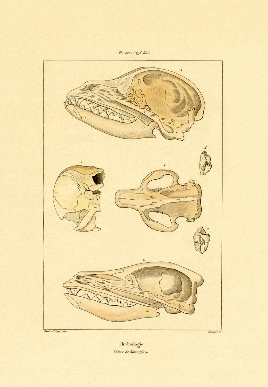 Crânios, 1833-39 de French School